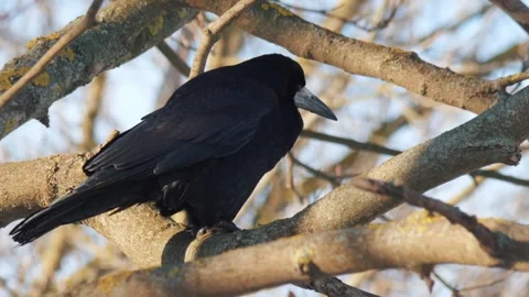 Bird raven sits on a tree and looks down. Black raven in natural habitat Stock Footage 305279936