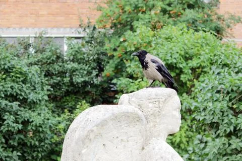 Bird raven is sitting on the head of a statue  an angel, which Vandals chippe Stock Photos
