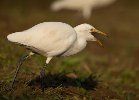 Bird in the rays of the sun. Western Cattle Egret Foto stock