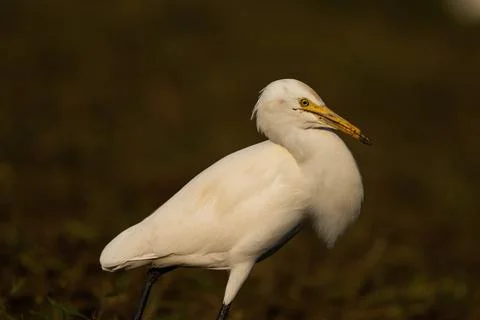 Bird in the rays of the sun. Western Cattle Egret Foto stock
