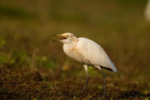 Bird in the rays of the sun. Western Cattle Egret Foto stock