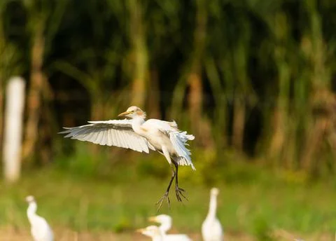 Bird in the rays of the sun. Western Cattle Egret Foto stock