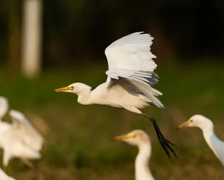 Bird in the rays of the sun. Western Cattle Egret Foto stock