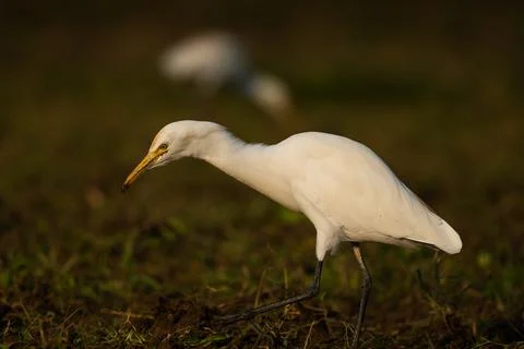 Bird in the rays of the sun. Western Cattle Egret Foto stock