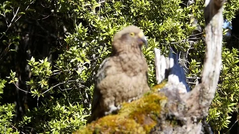 Bird Re-Positions Its Perch on a Branch Stock Footage 77765996