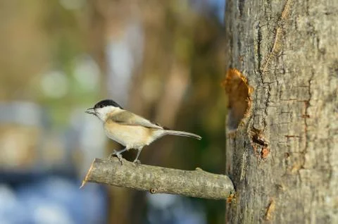 Bird ready to fly Stock Photos
