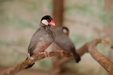 A bird with red beak, Java sparrow, sits on branch with its head outstretched Stock Photos