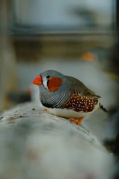 A bird with a red beak Stock-Fotos