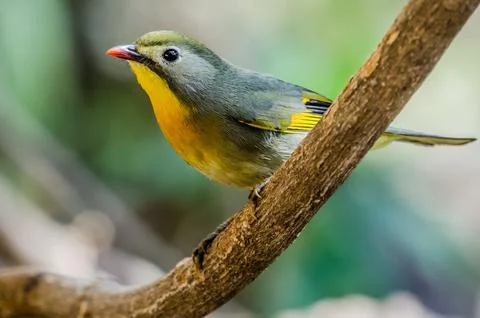 Bird red-billed leiothrix perched on a branch Fotos de archivo
