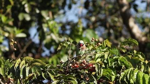 Bird, Red-breasted Parakeet eats the red fruit on the tree Vídeos de archivo 177197360