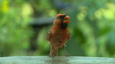 Bird Red Cardinal Molting Video stock 49700880