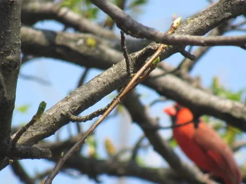 Bird Red Cardinal sitting on a tree branch Stock Photos