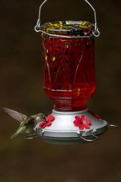 Bird at a Red Feeder Foto stock