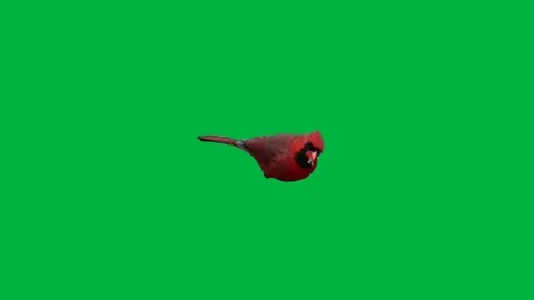 Bird Red Greenscreen 112 Stock Footage 198652890