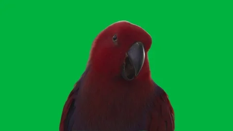 Bird Red Greenscreen 67 Stock Footage 198652772