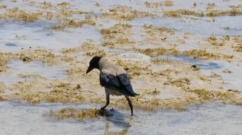 Bird on the Red Sea Stock Footage 53412688