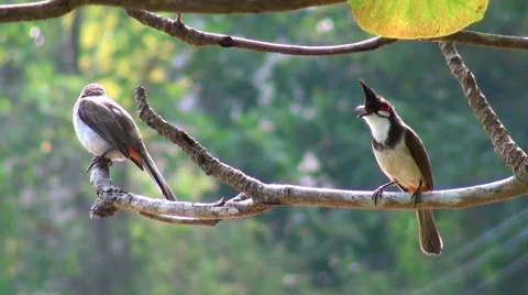 The bird Red-whiskered Bulbul on the tree Stock Footage 67730435