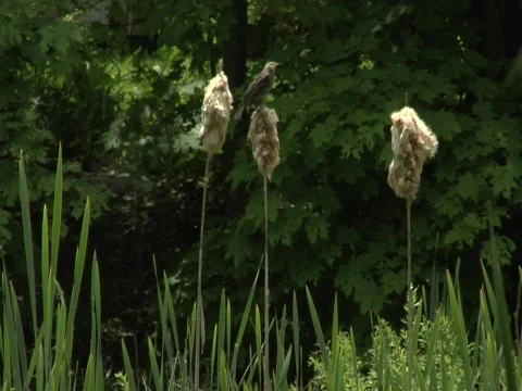 Bird on Reed Stock-Footage 356524