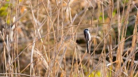 Bird in Reed Stock Photos