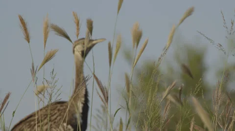 Bird reeds Stock Footage 22994620