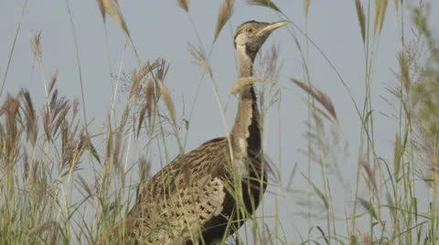 Bird reeds Stock Footage 22994767