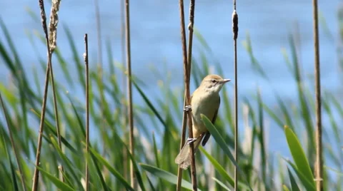 Bird in the reeds Stock Footage 50073795
