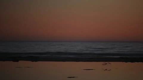 Bird Reflection 動画素材 22386086