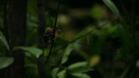 Bird relaxing on top of a tree Stockbeeldmateriaal 76396760