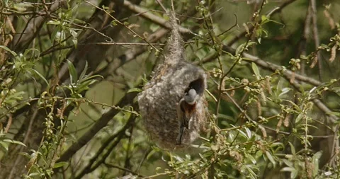 The bird Remiz Pendulinus builds a nest in hot air and wind. Slow motion 240 fps Video stock 307855545