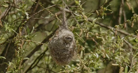 The bird Remiz Pendulinus builds a nest in hot air and wind. Slow motion 240 fps Video stock 307861177
