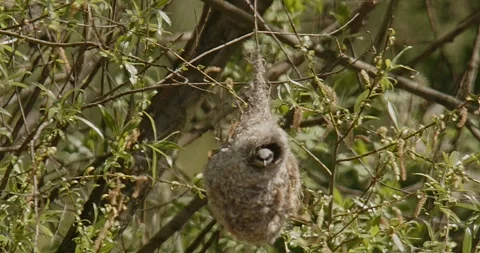 The bird Remiz Pendulinus builds a nest in hot air and wind. Slow motion 240 fps Video stock 307861404