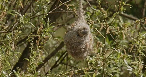 The bird Remiz Pendulinus builds a nest in hot air and wind. Slow motion 240 fps Video stock 307861943