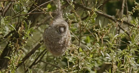 The bird Remiz Pendulinus builds a nest in hot air and wind. Slow motion 240 fps Video stock 307862452