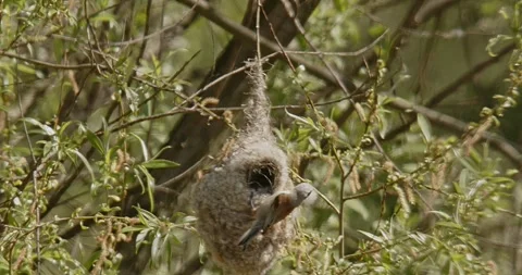 The bird Remiz Pendulinus builds a nest in hot air and wind. Slow motion 240 fps Video stock 307862953