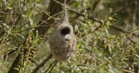 The bird Remiz Pendulinus builds a nest in hot air and wind. Slow motion 240 fps Video stock 307863410