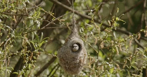 The bird Remiz Pendulinus builds a nest in hot air and wind. Slow motion 240 fps Video stock 307863786