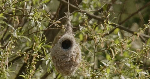 The bird Remiz Pendulinus builds a nest in hot air and wind. Slow motion 240 fps Video stock 307863790