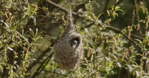 The bird Remiz Pendulinus builds a nest in hot air and wind. Slow motion 240 fps Video stock 307866437