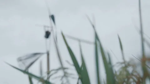 Bird repellent in the fields Stock Footage 129294393