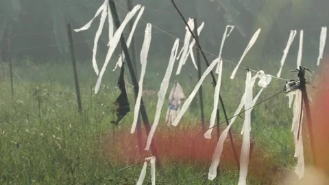 Bird repellent in rice fields Stock Footage 257649107