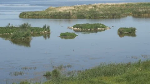 Bird reservoir Stock Footage 106300218