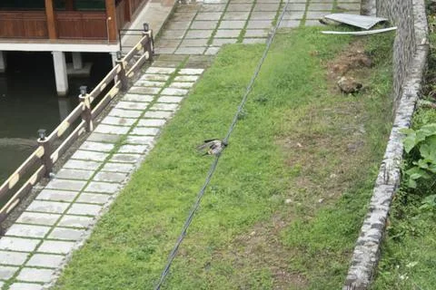 Bird Resting on Cable Wire with Overpass View Stock Photos