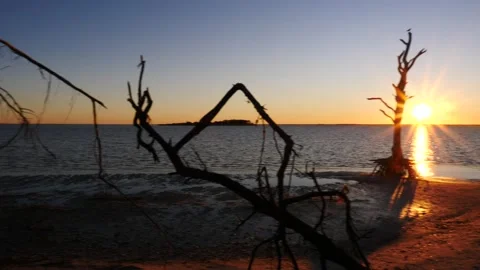 Bird resting on dead tree on a deserted beach silhouetted sunset burst light  Stock Footage 150196756