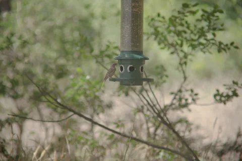 Bird resting Stock Footage 278658433