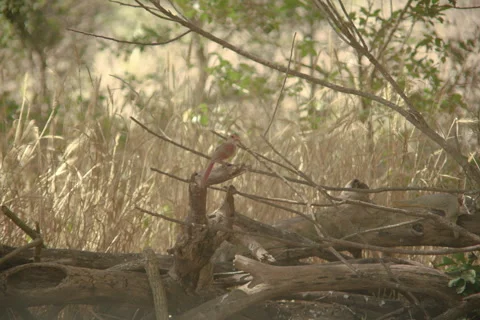 Bird resting Stock Footage 278667540