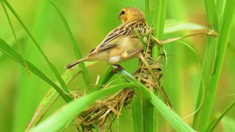 Bird Resting on Grass Stock Footage 323138498