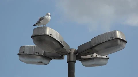 Bird resting on the lamp Stock-Footage 40789916