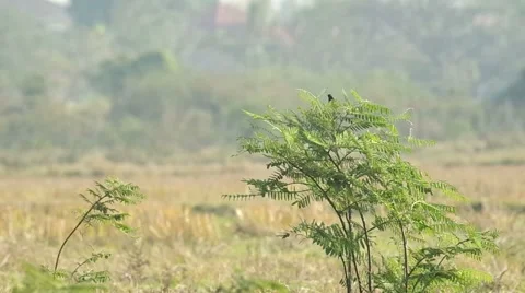 Bird is resting on the mimosa tree Stock Footage 48351179