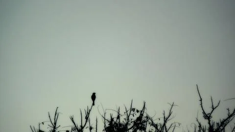 A bird resting Stock Photos