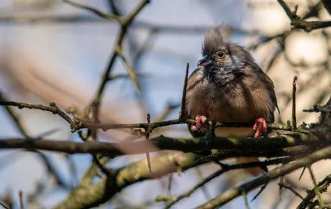 Bird Resting on some Branches in a Tree Stock Photos